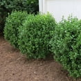 thumbnail image 3 of Proven Winners ColorChoice 5" NewGen Freedom Boxwood Live Plant in 4.5" Pot (4 Count), 3 of 5