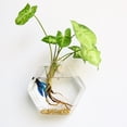 thumbnail image 2 of Coofit 2PCS Glass Vase Creative Wall Mounted Plant Terrarium Flower Vase Flower Pot, 2 of 5