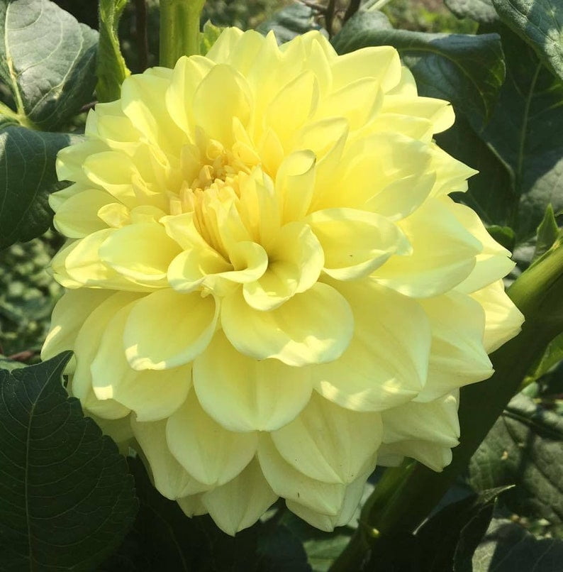 40 Seeds Yellow A-Peeling Dahlia Seeds Pollinator Friendly Heirloom Flower Seeds Mix Seeds D001