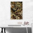 thumbnail image 2 of ARTCANVAS Lacertilia Lizards Reptiles 1904 Canvas Art Print by Ernst Haeckel - Size: 26" x 18" (0.75" Deep), 2 of 9