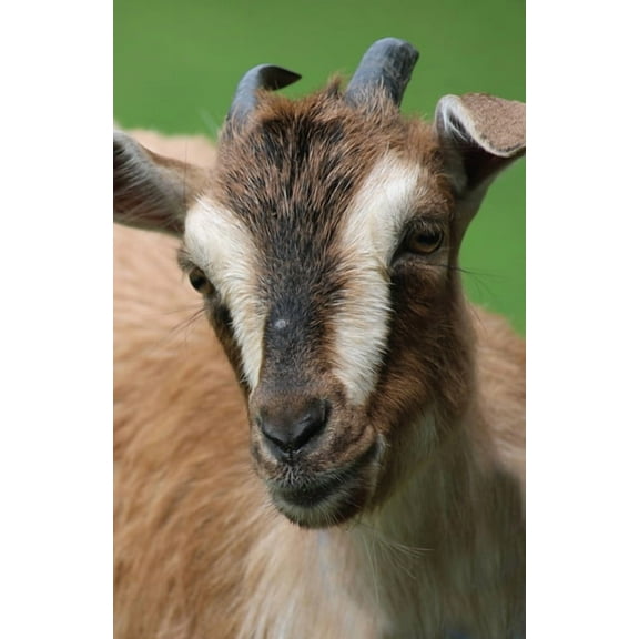 Nodin Press Blank Journals Goat Blank Journal, (Hardcover)