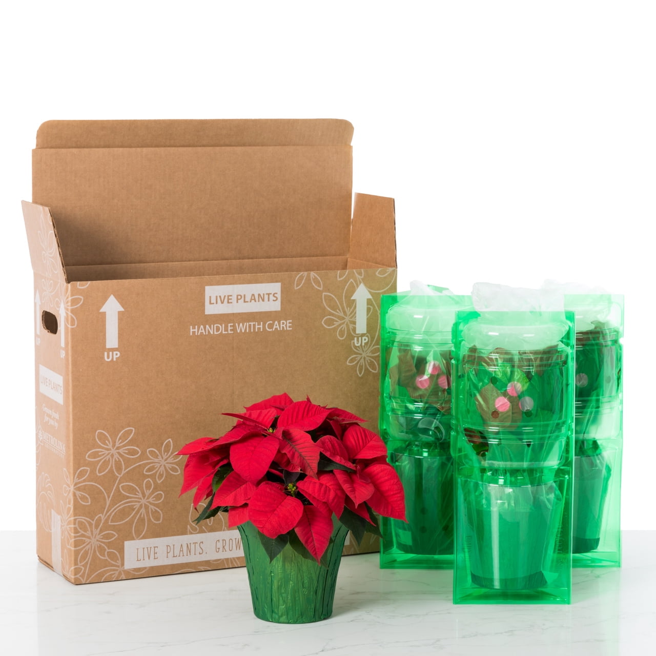 Holiday Time 1.5QT Red Poinsettia Live Houseplant Champagne Foil Cover Indirect Sunlight 3 Pack
