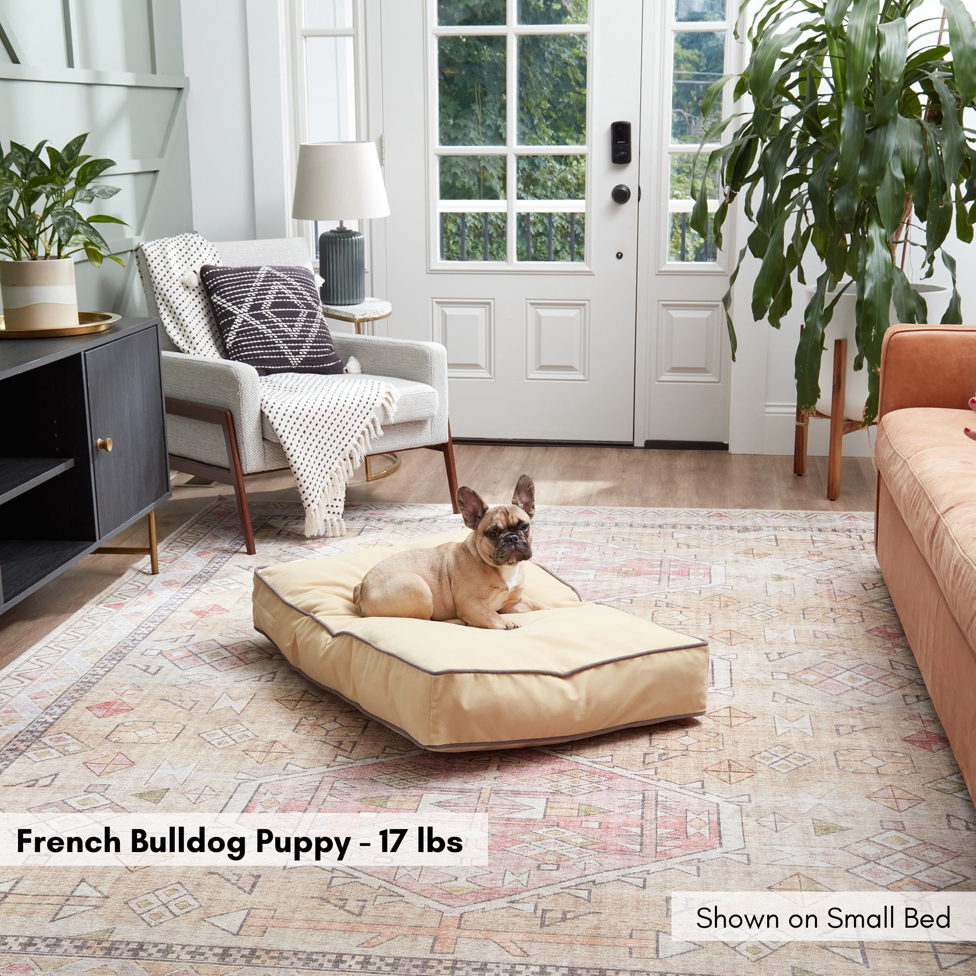 Happy Hounds Buster Rectangle Pillow Style Dog Bed, Buttercream, Small (36 x 24 in.)