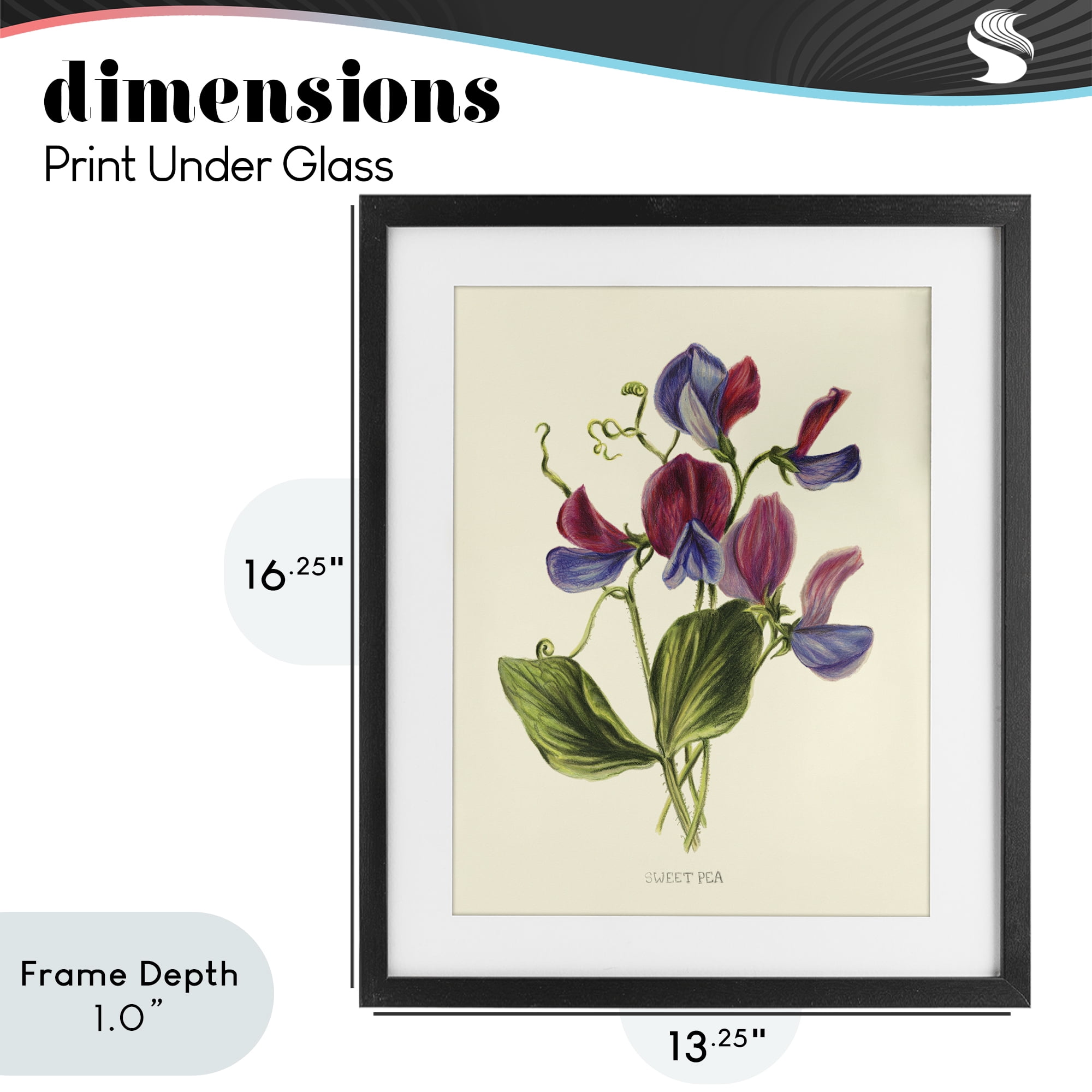 Stupell Industries Vintage Sweet Pea Blossoms Black Framed Print Under Glass, design by Connie Resch