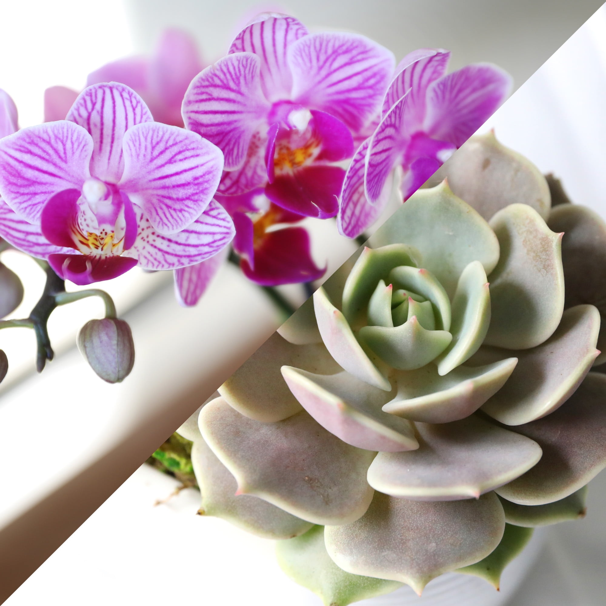 Live 4in Pink Orchid and Succulent Duo in White Pot with 'Mom' Pick - Perfect Gift