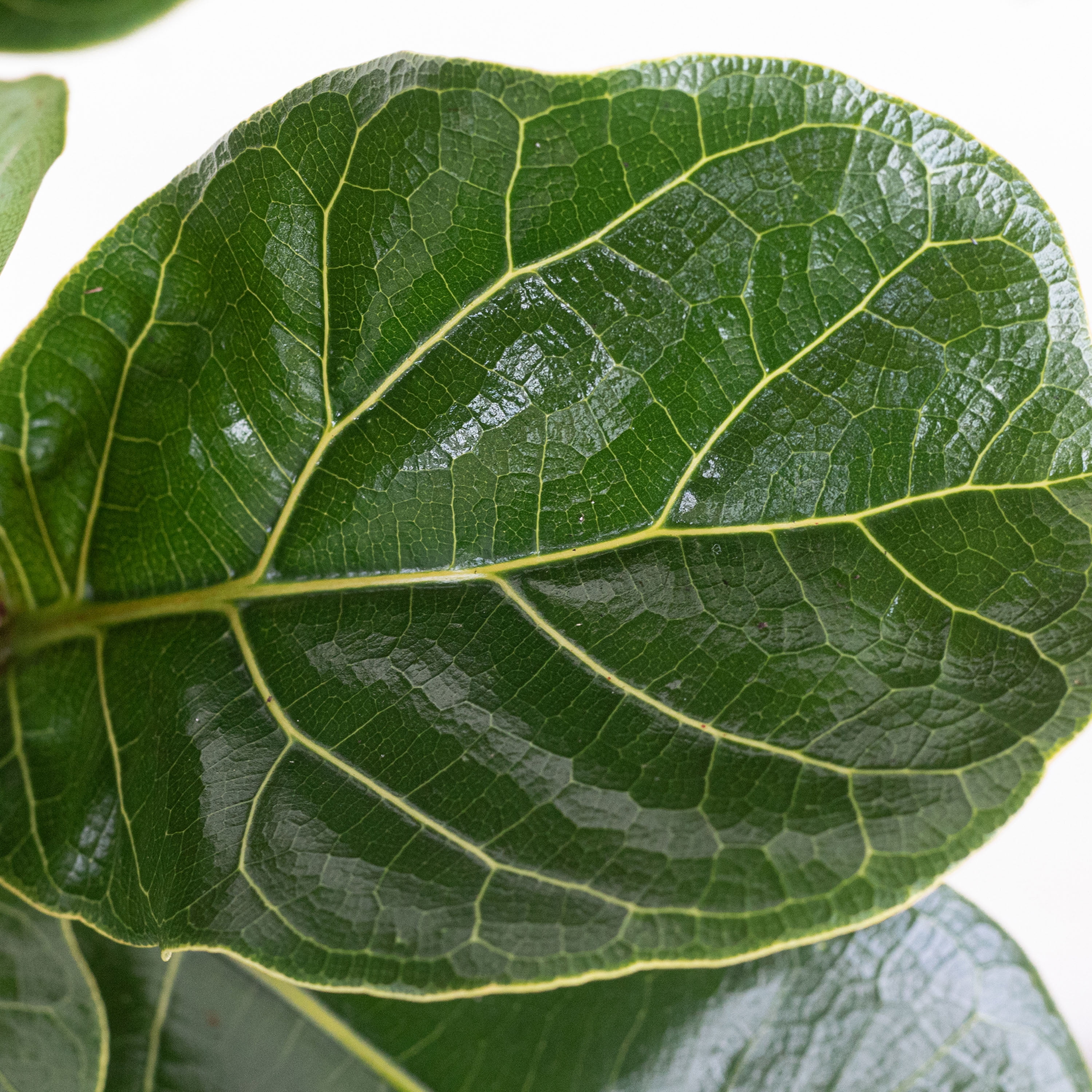 United Nursery Live Fiddle Leaf Fig Houseplant 12-14in Tall in 6-inch Premium Ecopots Pure White