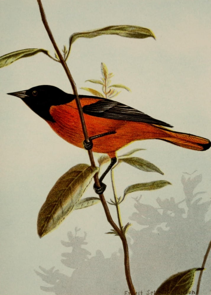 Bird Life 1901 Balt