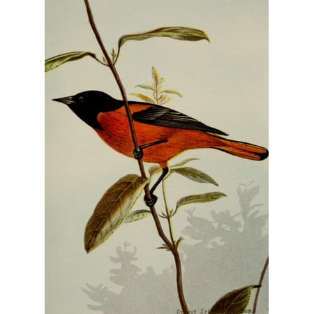 Bird Life 1901 Baltimore Oriole Poster Print by Ernest T. Seton (24 x 36)