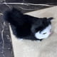 thumbnail image 5 of Decoración para mascotas, estante para mascotas, modelo adorable, estante de metal, diseño plegable, portátil, para dormitorio, alta resistencia, decoración moderna, estante para gatos y, 5 of 9