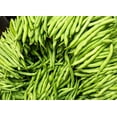 thumbnail image 1 of Provider Bush Bean Seeds, 1 of 3