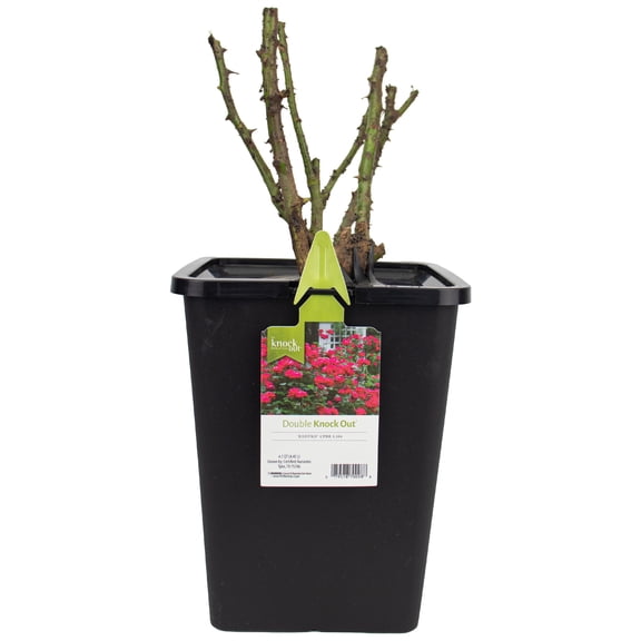 The Knock Out® Family of Roses Solid Color Dormant Packaged Garden Rose Live Shrub (1-Each)