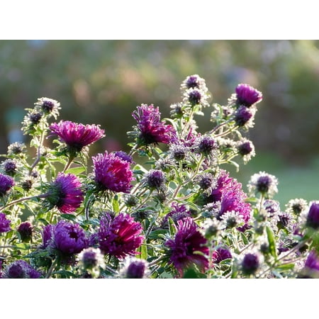 - Canvas Print Sunrise Dew Asters Purple Flowers Morning Autumn Stretched Canvas 10 x 14