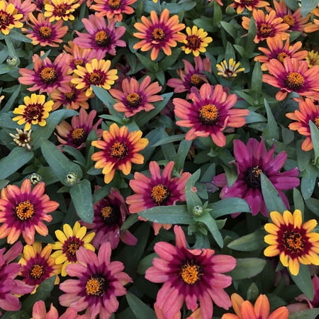 Eden Brothers Zinnia Seeds - Profusion Red-Yellow Bicolor, Non-GMO Seeds for Planting, Packet | Low-Maintenance Flower Seeds, Plant During Spring, Zones 2, 3, 4, 5, 6, 7, 8, 9, 10, 11