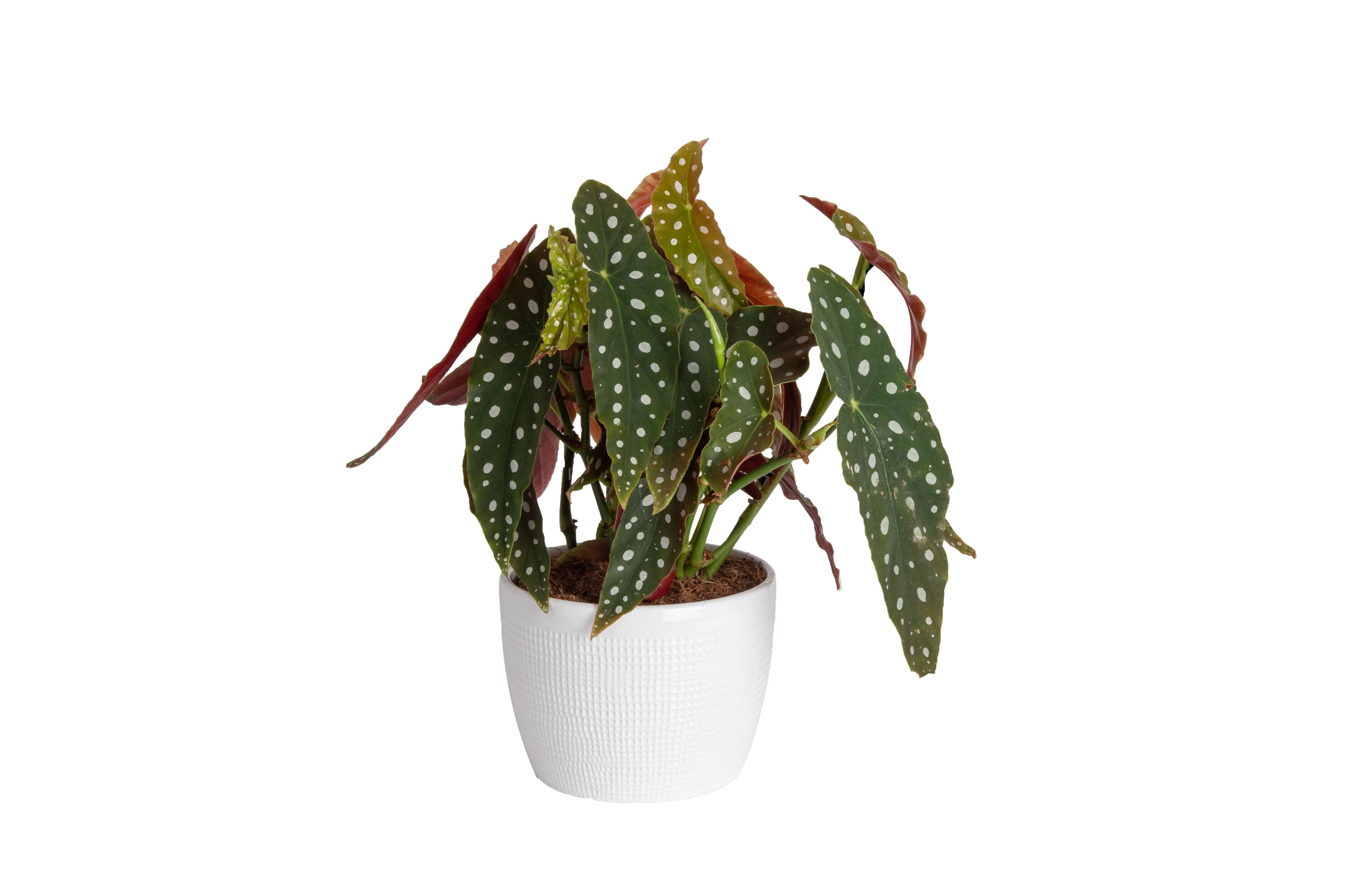 Trending Tropicals Live 15in. Tall Polka Dot Begonia Plant 6in Ceramic
