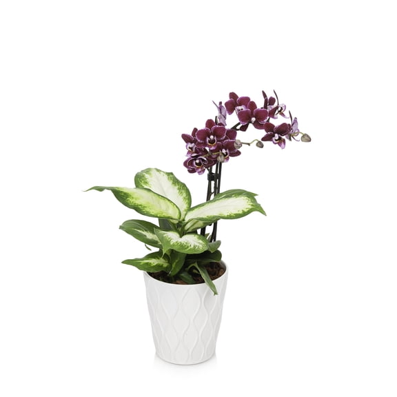 Just Add Ice Purple Orchid Live Plant with Decorative Pot