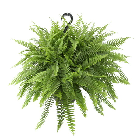 Delray Plants Fully Grown Hanging Boston Fern Easy Grow Easy Care Live House Plant, 10” Hanging (Best Hanging House Plants)