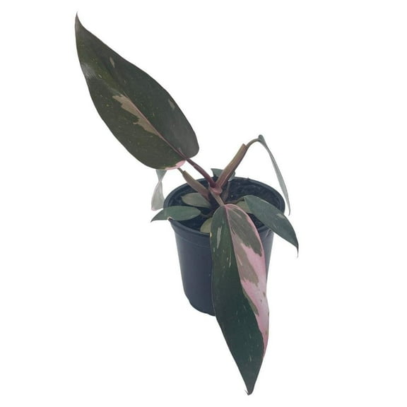 Philodendron Pink Princess, 4 inch Pot, Extremely Rare House Plant