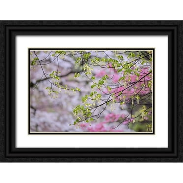 Jones, Adam 18x13 Black Ornate Wood Framed with Double Matting Museum Art Print Titled - Red maple with whirlybird seeds-Kentucky