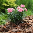 thumbnail image 3 of ZCXP Premium Natural Pine Bark Nuggets Mulch 1.3 CF(37L/39QTS), Decorative Pine Wood Bark Chips for Garden Beds Landscaping & Potted Plant Top Dressing, 3 of 5