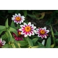 thumbnail image 2 of Zinnia Zahara Starlight Rose Nice Garden Flower 25 Seeds, 2 of 3