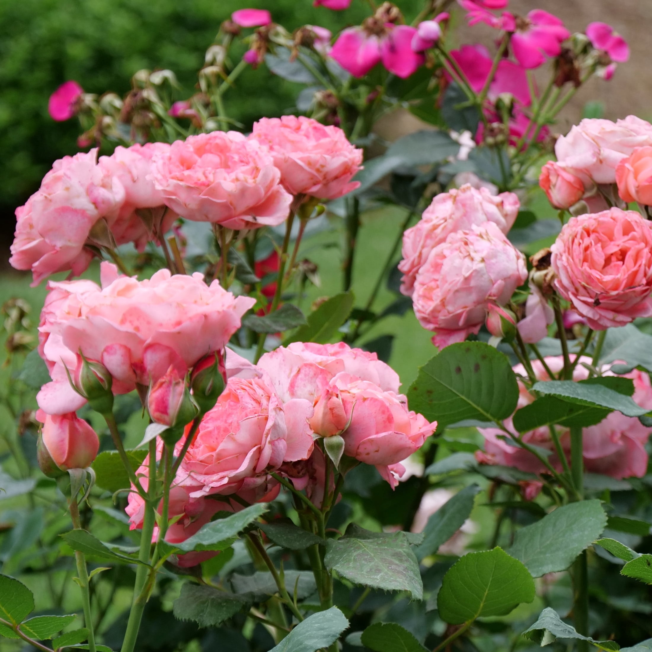Proven Winners ColorChoice 6" Pink Reminiscent Coral Rose Live Plant in 7.5" Pot