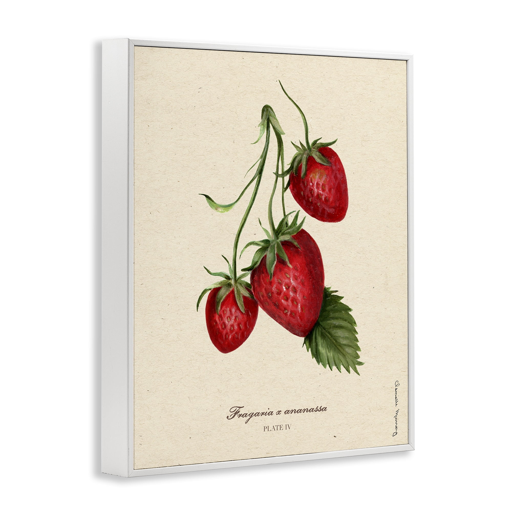 Stupell Industries Strawberry Fruit Portrait White Framed Giclee Art, design by Danielle Murray