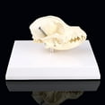 thumbnail image 5 of JZROCKER Canine Dog Model Anatomy Skeleton Veterinary Specimen Teaching Display Education Gifts, 5 of 10