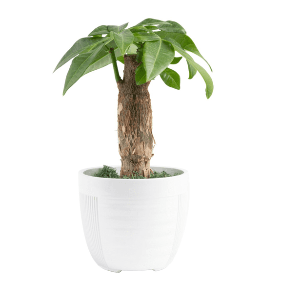 Costa Farms 10" Pachira Stump Money Tree Live House Plants in 4" Décor Pot