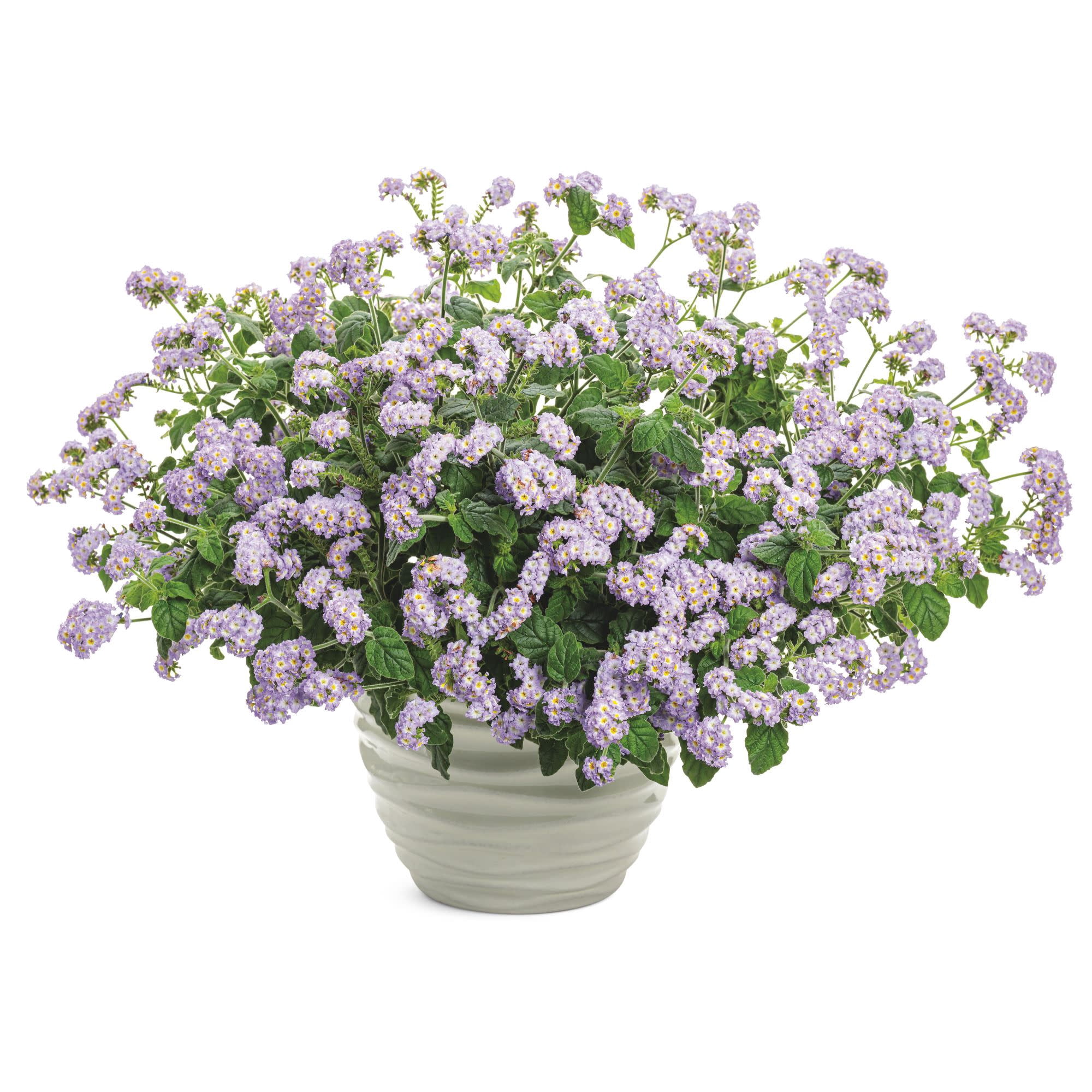 Proven Winners 4" Purple Augusta Lavender Heliotrope Live Plant in 4.25" Pot (4 Count)