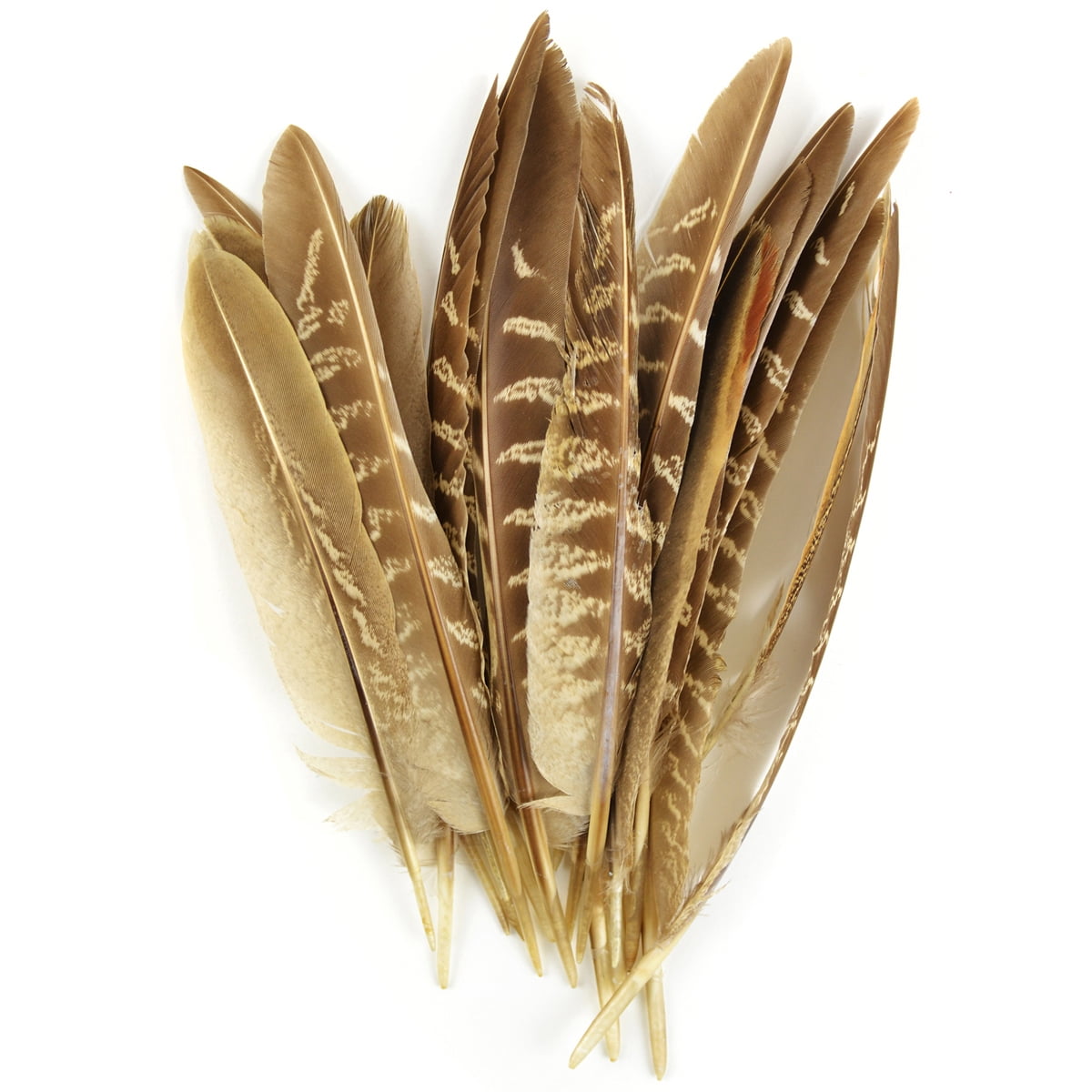 Pheasant Quill Feathers 18/Pkg-Natural