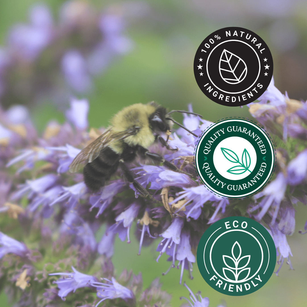 Hyssop Essential Oil - 4 fl oz - Amber Glass Bottle w/ Cap