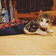 thumbnail image 4 of Barkertime Red Argyle Dog Drag Bag - Made in USA, 4 of 10