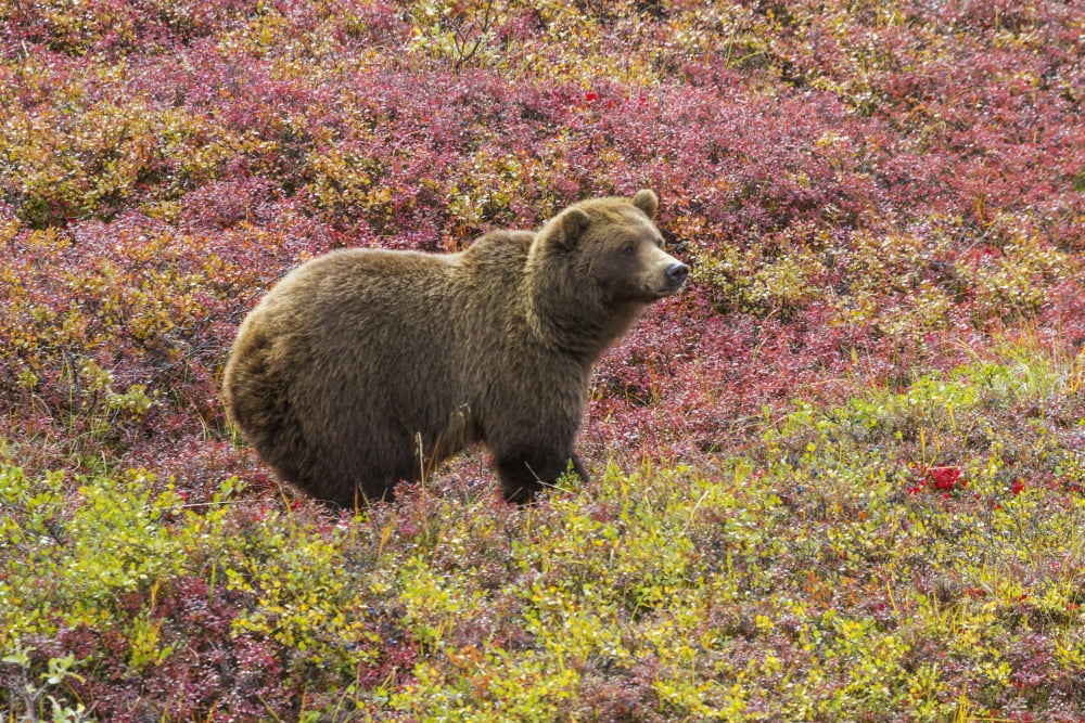 Close up of a grizzly bear (ursus arctos horribilis) standing in colorful red blueberry bushes in autumn Denali National Park Alaska United States of America Canvas Art - Lynn Wegener Design Pics (19