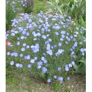 Earthcare Seeds - Blue Flax Lewisii 1500 Seeds (Linum Lewisii) Heirloom - Open Pollinated