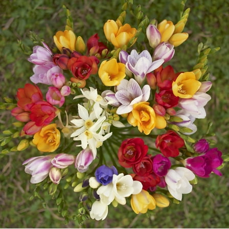 Famously Fragrant Colorful Mixed Freesia Flowers -  30 Bulbs - Red, Yellow, Pink, White Flowers Attracts Butterflies, Bees & Hummingbirds-Spring Garden Perennial