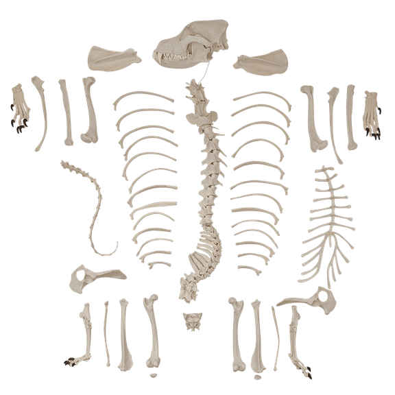 Axis Scientific Disarticulated Dog Skeleton Anatomy Model Perfect for Classrooms and Veterinary Studies, Education Study Anatomical Dog Bones, scientific anatomy model, demonstration skill
