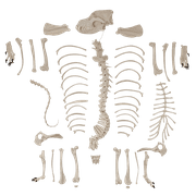 Axis Scientific Disarticulated Dog Skeleton Anatomy Model Perfect for Classrooms and Veterinary Studies, Education Study Anatomical Dog Bones, scientific anatomy model, demonstration skill