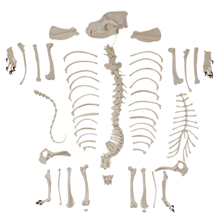 Axis Scientific Disarticulated Dog Skeleton Anatomy Model Perfect for Classrooms and Veterinary Studies, Education Study Anatomical Dog Bones, scientific anatomy model, demonstration skill