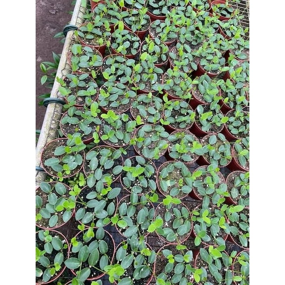 BubbleBlooms Hoya Cumingiana Wholesale Bulk 4 inch 15-Pack Small Leaf Variety