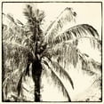 thumbnail image 2 of Van Swearingen, Debra 15x15 Gold Ornate Wood Framed with Double Matting Museum Art Print Titled - Palm Tree Sepia III, 2 of 4