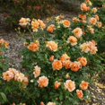 thumbnail image 5 of At Last® Rose, 5 of 8