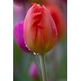 thumbnail image 3 of Apricot Impression tulip -50 Bulbs, 3 of 5
