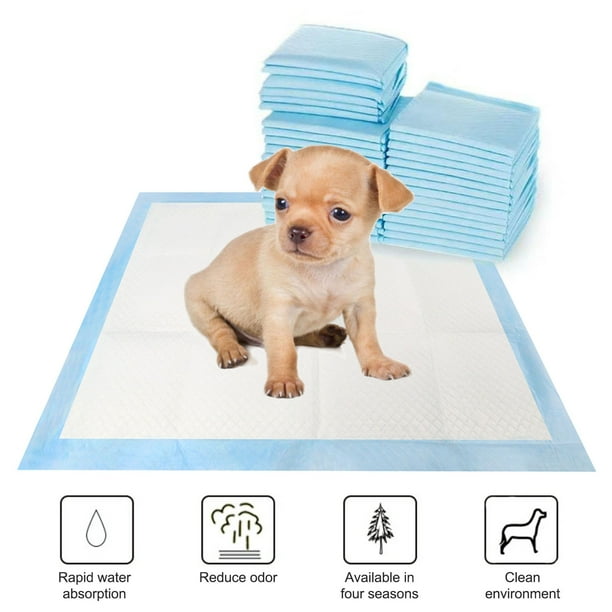 Animal Porque Los Perros Se Orinan En La Cama De Sus Amos