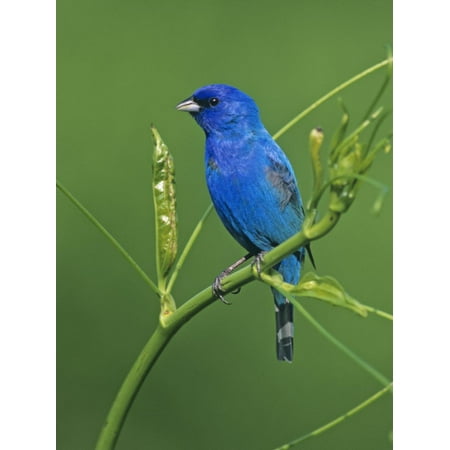 - Male Indigo Bunting (Passerina Cyanea), Eastern USA Print Wall Art By Steve Maslowski