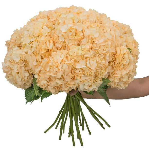 ☆hydrangea☆さま 専用です Member's Mark Color Enhanced Hydrangeas, 20 stems (choose