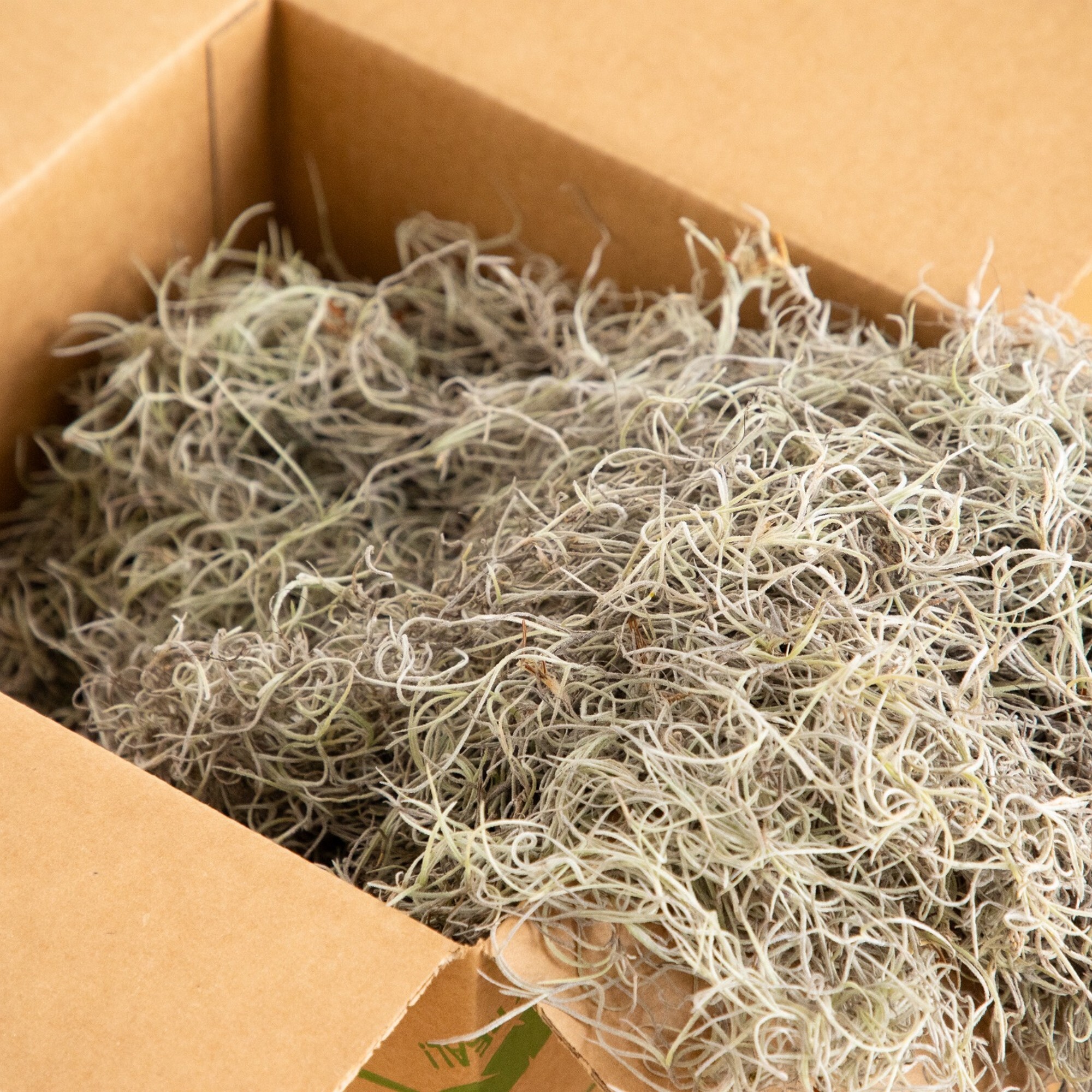 Natural Spanish Moss - 5Lbs