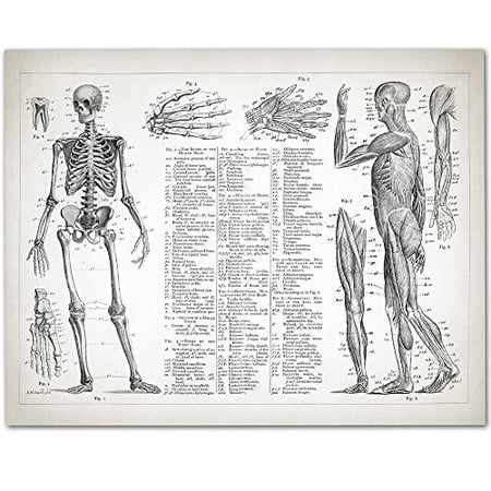 Human Anatomy - Muscular and Skeletal Systems - 11x14 Unframed Art Print - Great Gift for Doctors, Nurses, Nursing