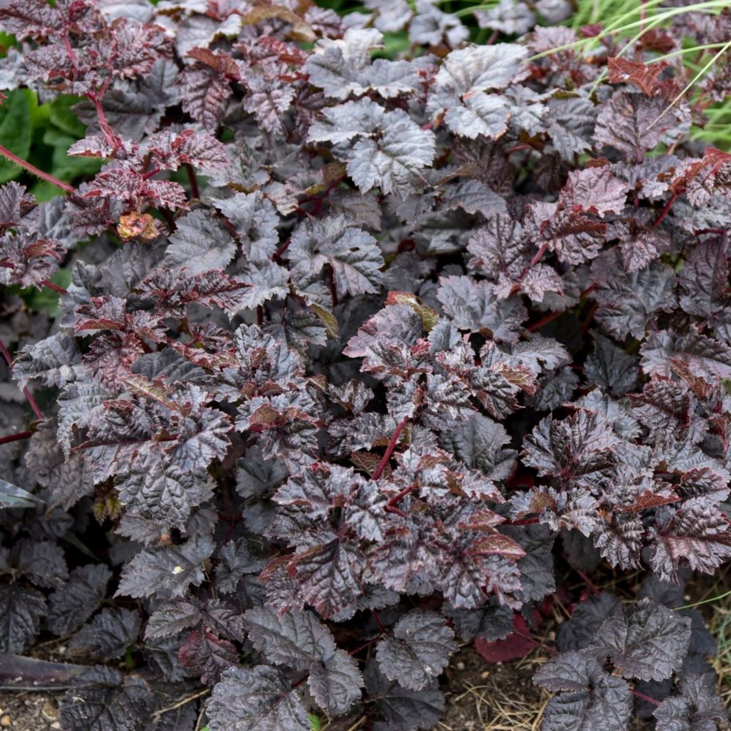 Proven Winners 6" Purple 'Dark Side of the Moon' Astilbe Live Plant in 7.5" Pot