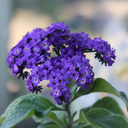 Heliotrope Flower Garden Seeds - Marine - 100 Seeds - Non ...