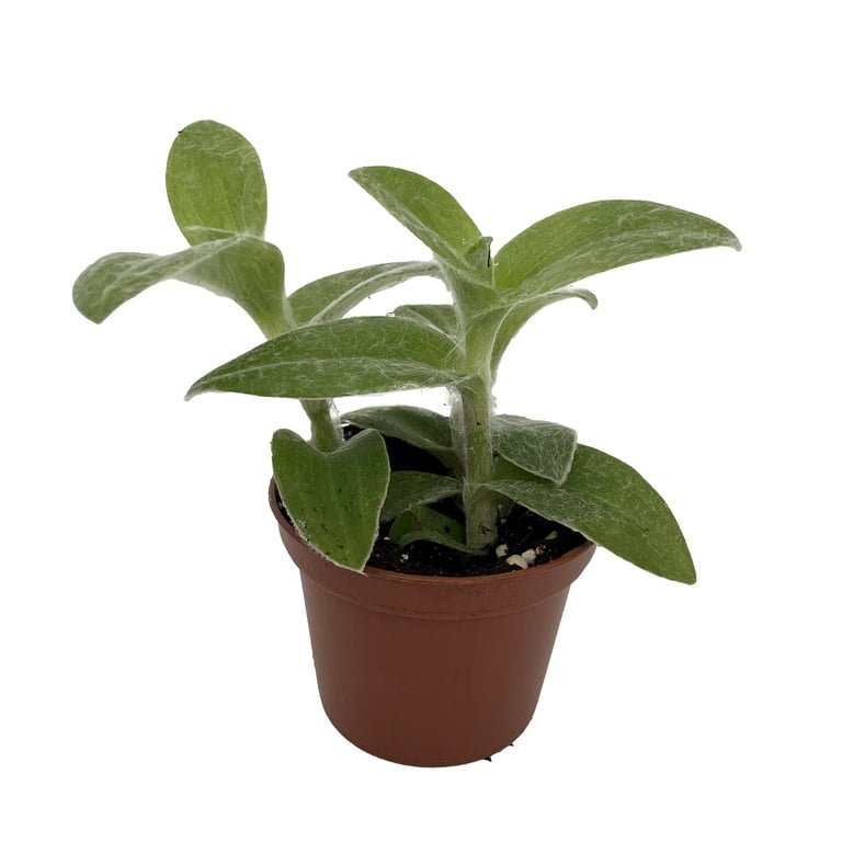 Velvet Hill Tradescantia sillamontana - 2.5